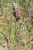 ORCHIS FRAGRANS