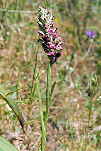 ORCHIS_FRAGRANS
