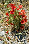 PAPAVER RHOEAS,  POPPY