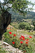 PAPAVER RHOEAS