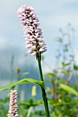 PERSICARIA BISTORTA SUPERBA