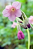 PRIMULA ALPICOLA