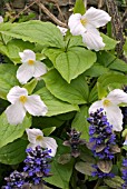 TRILLIUM GRANDIFLORUM