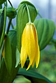 UVULARIA GRANDIFLORA