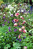 MIXED AQUILEGIA