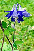 AQUILEGIA ALPINA