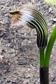 ARISAEMA GRIFFITHII