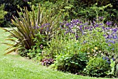 AQUILEGIA IN BORDER IN JUNE