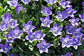 CAMPANULA AUCHERI,  BELL FLOWER