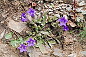 CAMPANULA TUBULOSA,  NETTLE LEAVED BELLFLOWER