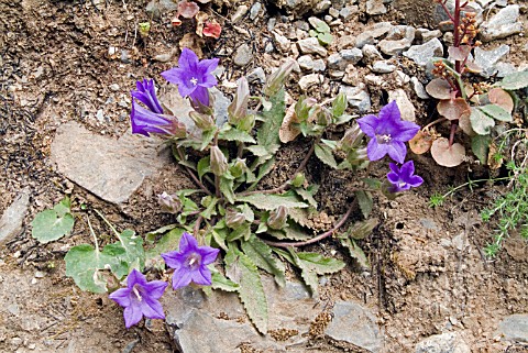 CAMPANULA_TUBULOSA__NETTLE_LEAVED_BELLFLOWER