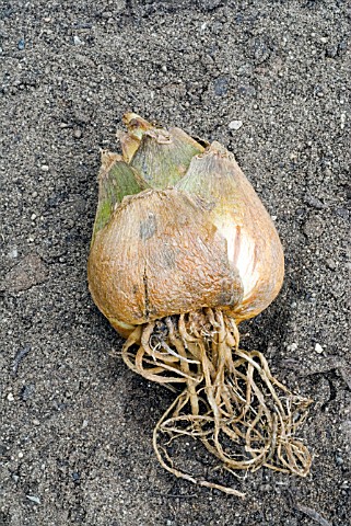 CARDIOCRINUM_GIGANTEUM_BULB