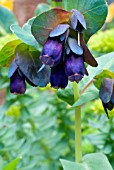 CERINTHE MAJOR KIWI BLUE