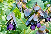 CERINTHE MAJOR KIWI BLUE