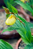 CYPRIPEDIUM PARVIFLORUM VAR PUBESCENS