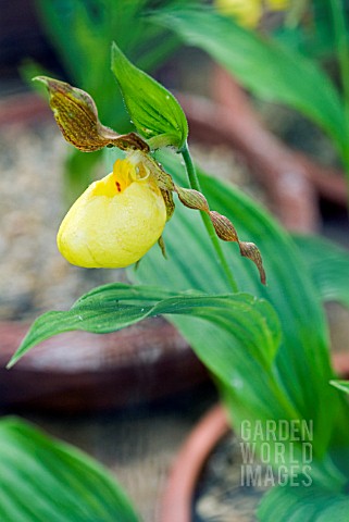 CYPRIPEDIUM_PARVIFLORUM_VAR_PUBESCENS