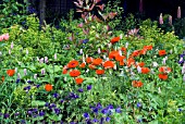 FLOWER BORDER IN JUNE