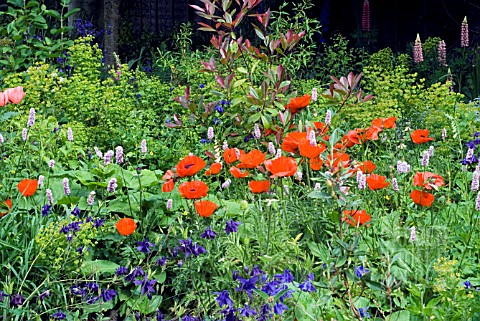 FLOWER_BORDER_IN_JUNE