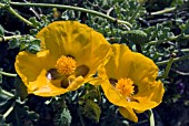 GLAUCIUM FLAVUM,  YELLOW HORNED POPPY