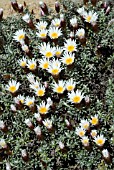 HELICHRYSUM RETORTOIDES
