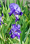 IRIS FLORENTINA