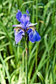 IRIS SIBIRICA PERRYS BLUE