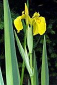 IRIS PSEUDACORUS VARIEGATA