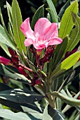 NERIUM OLEANDER