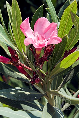 NERIUM_OLEANDER