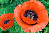 PAPAVER ORIENTALE