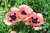 PAPAVER ORIENTALE MRS PERRY