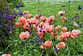 PAPAVER ORIENTALE MRS PERRY