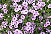 PHLOX DOUGLASII