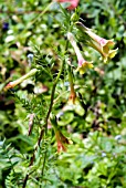 POLEMONIUM PAUCIFLORUM