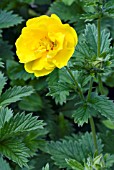 POTENTILLA YELLOW QUEEN