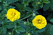 POTENTILLA YELLOW QUEEN