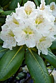 RHODODENDRON BRACHYCARPUM SUBSP BRACHYCARPUM