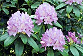 RHODODENDRON CATAWBIENSE