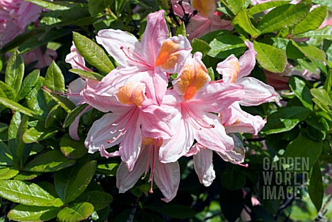 RHODODENDRON_IRENE_KOSTER
