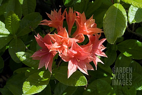 RHODODENDRON_NORMA