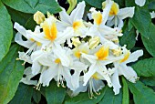 RHODODENDRON SNOWDRIFT