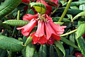 RHODODENDRON VENATOR