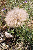 TRAGOPOGON SINUATUS