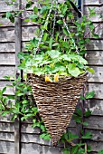 TROPAEOLUM MAJUS IN HANGING BASKET