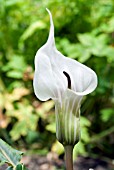 ARISAEMA CANDIDISSIMUM WHITE FORM