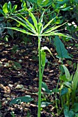 ARISAEMA CONSANGUINEUM