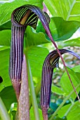 ARISAEMA FRANCHETIANUM,  SYN. FARGESII