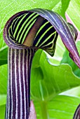 ARISAEMA FRANCHETIANUM,  SYN. FARGESII