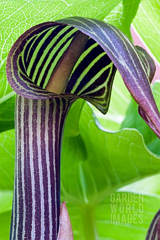 ARISAEMA_FRANCHETIANUM__SYN_FARGESII