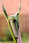 ARISAEMA RINGENS,  COBRA LILY